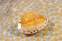 Beautiful Cowrie Shell (dead) on coral. Taken with Canon ... by Terry Moore 